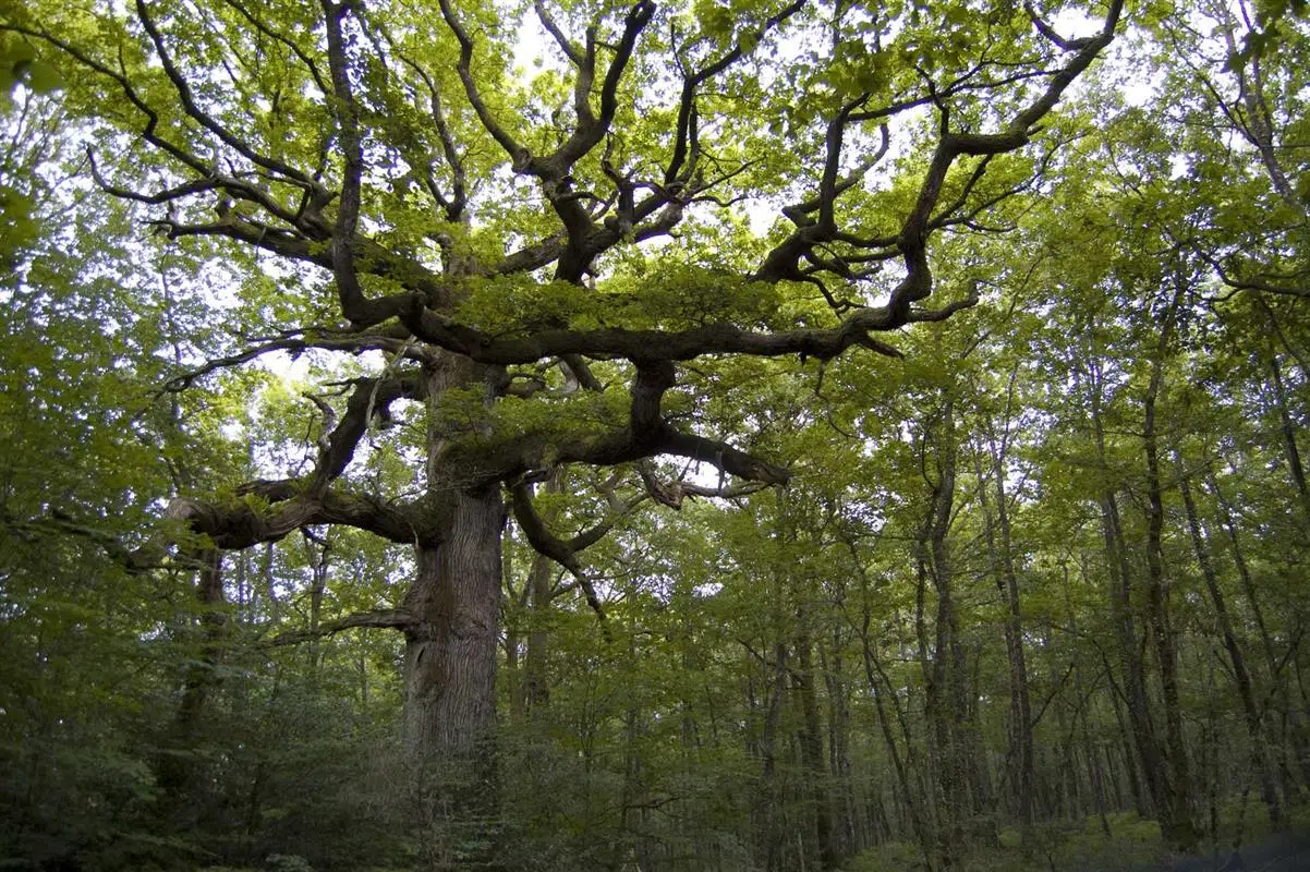 Un arbre de la forêt de Brocéliande