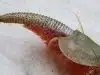 Le triops